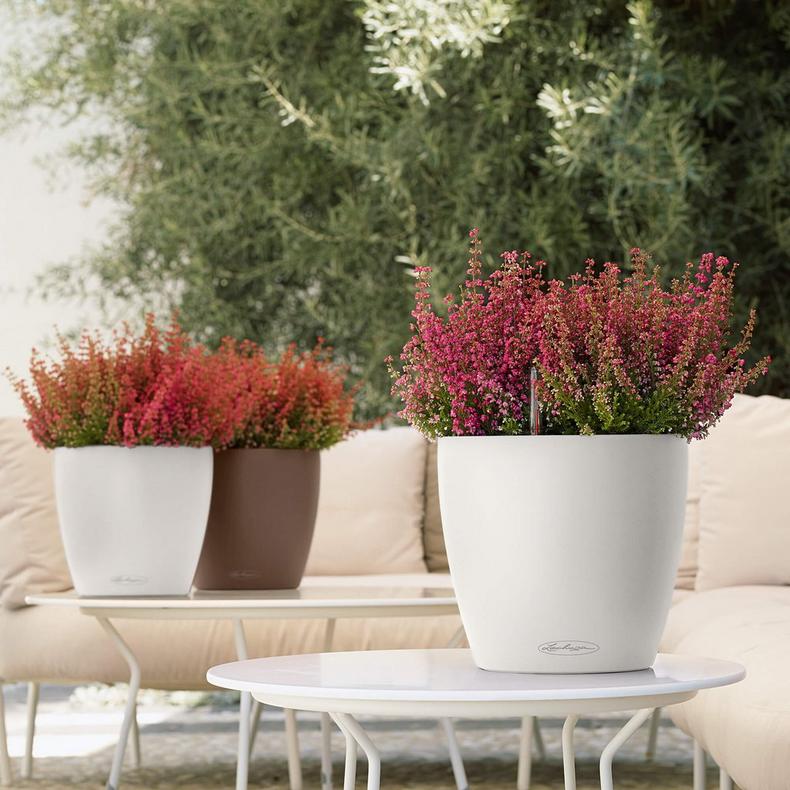 le_classico-color21_product_addi_02